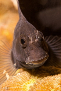 Blenny. by Mehmet Salih Bilal 